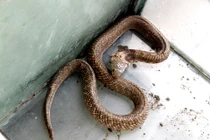 Cách xác định chính xác rắn độc