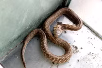 Cách xác định chính xác rắn độc