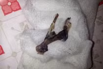 Hóc xương gà vì vừa ăn vừa nói