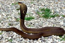 Bò sát có khả năng tiên tri?