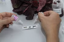 Mẫu thử nhanh biết rau sạch hay bẩn