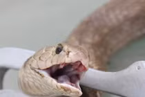 Tất cả rắn hổ, rắn lục đều độc?