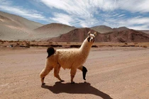 Ảnh động vật tuần qua: Lạc đà không bướu qua đường