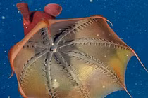 Vẻ đẹp lạ thường của mực ma cà rồng