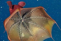 Vẻ đẹp lạ thường của mực ma cà rồng