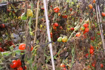 Cà chua giá rẻ như bèo, chủ vườn bỏ thối