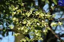 Chữa bệnh trĩ đơn giản với diếp cá, nụ hòe...