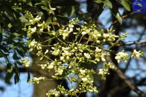 Chữa bệnh trĩ đơn giản với diếp cá, nụ hòe...