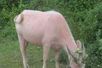 Kỳ bí tục yểm bùa độc nhất xứ Mường... bằng trâu trắng