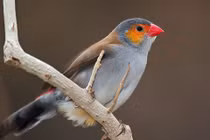 Chim hót hay do được luyện tập?