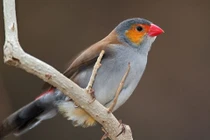 Chim hót hay do được luyện tập?