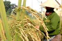 Hạt lúa ngày nay có khác với lúa cổ?