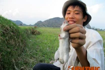 Mùa săn chuột đồng ở làng cổ Đông Môn