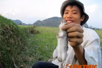 Mùa săn chuột đồng ở làng cổ Đông Môn