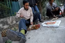 Nghề thiến gà kiếm tiền triệu chốn chợ phiên