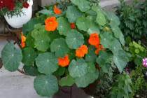 Cây sen cạn thanh nhiệt giải độc