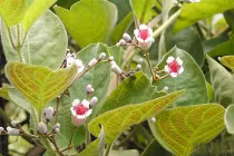 Lá mơ nhiều tác dụng