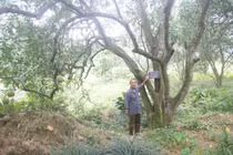 Kỳ thú vườn bưởi 100 tuổi ở Phú Thọ