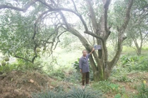 Kỳ thú vườn bưởi 100 tuổi ở Phú Thọ