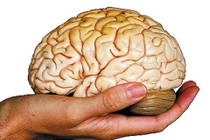 Thực hư việc ăn não động vật tăng cường trí nhớ