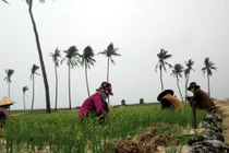 Ở Lý Sơn không có nàng Tô Thị