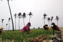 Ở Lý Sơn không có nàng Tô Thị