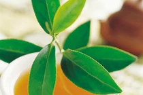 Lợi ích khi uống chè xanh