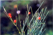 Trị hen suyễn cho trẻ bằng Đông y