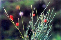 Trị hen suyễn cho trẻ bằng Đông y