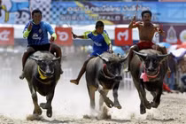 Lễ hội đua trâu truyền thống tại Thái Lan