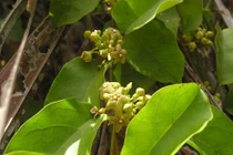 Những cây thuốc chữa nhiễm mỡ xơ mạch