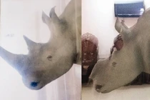 Tê giác tặng ông Trầm Bê giá bao nhiêu?