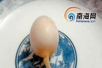 Kỳ quái trứng gà mọc ra... đuôi chuột