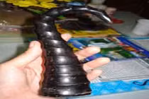 “Quái thú” bí ẩn và chiếc sừng hút độc