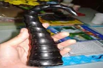 “Quái thú” bí ẩn và chiếc sừng hút độc