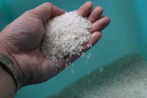 Gạo ngon không ở hạt to, nhỏ