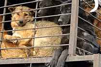 Phật giáo có quan niệm kiêng ăn thịt chó không?