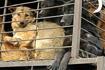 Phật giáo có quan niệm kiêng ăn thịt chó không?