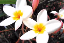 Trà hoa đại trị ho