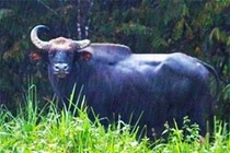 Bắt 17 nghi can giết bò tót ở VGQ Cát Tiên