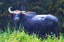 Bắt 17 nghi can giết bò tót ở VGQ Cát Tiên