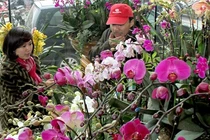 Tiền triệu mua lan Trung Quốc