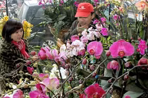 Tiền triệu mua lan Trung Quốc