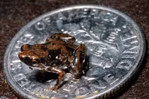 Phát hiện loài ếch nhỏ bằng nửa chiếc kẹo