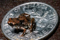 Phát hiện loài ếch nhỏ bằng nửa chiếc kẹo