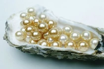 Phân biệt ngọc trai tự nhiên và ngọc trai nuôi