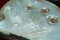 Ngọc trai hình thành thế nào?