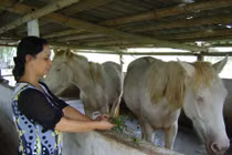 Cơn “sốt” ngựa... bạch