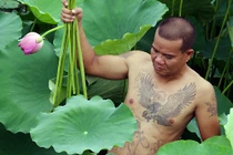 Những người đàn ông mình trần hái sen hồ Tây
