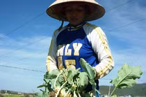 Bắp cải, cà rốt Đà Lạt cũng bị “đánh cắp” thương hiệu